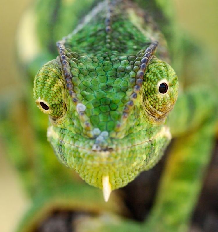 chameleon gestation