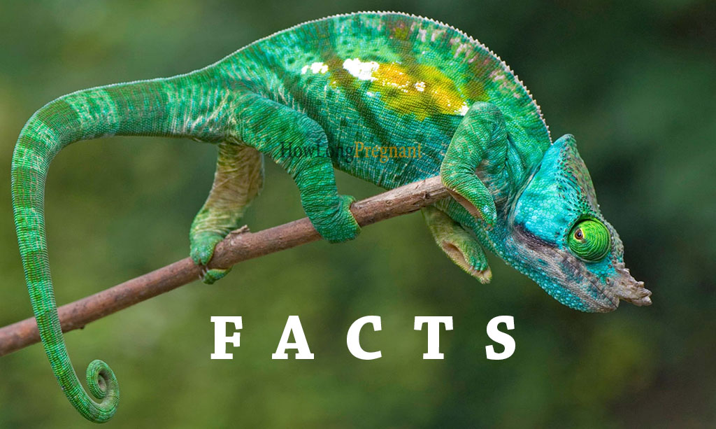 chameleons facts