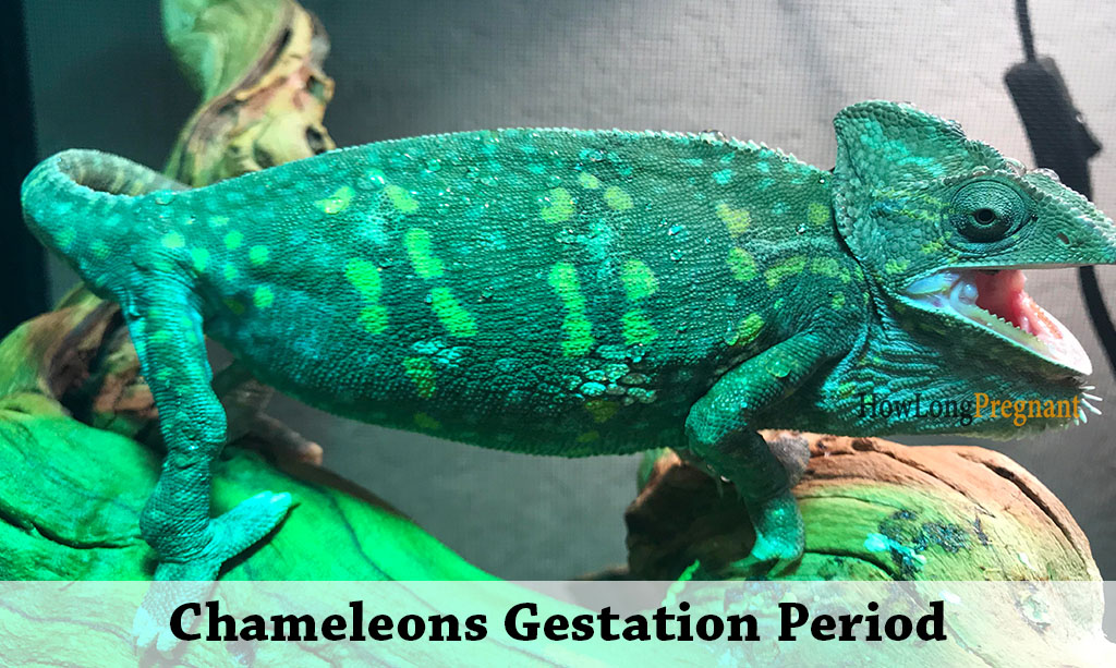Chameleons gestation period