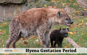 hyena gestation period