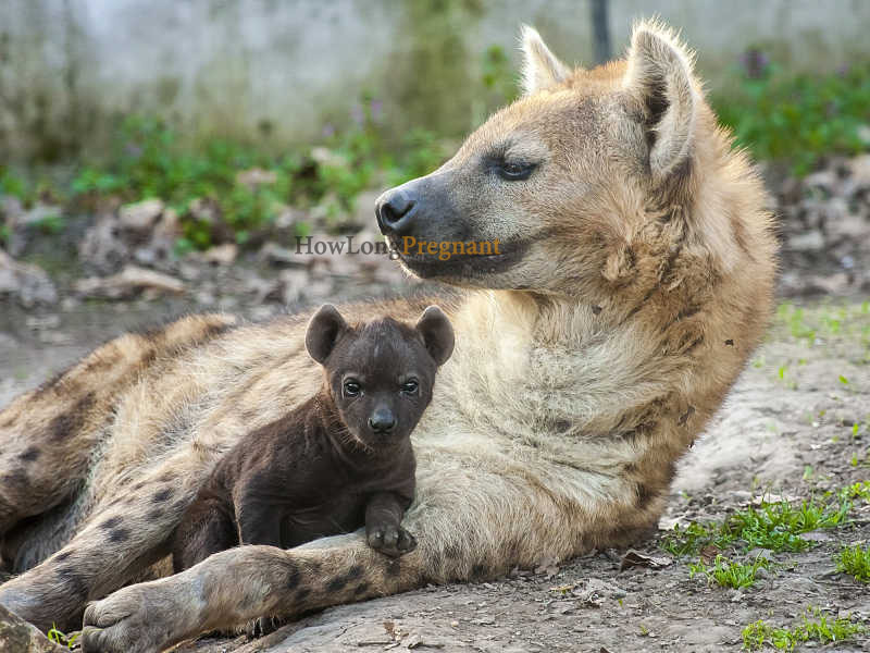 hyena reproduction period