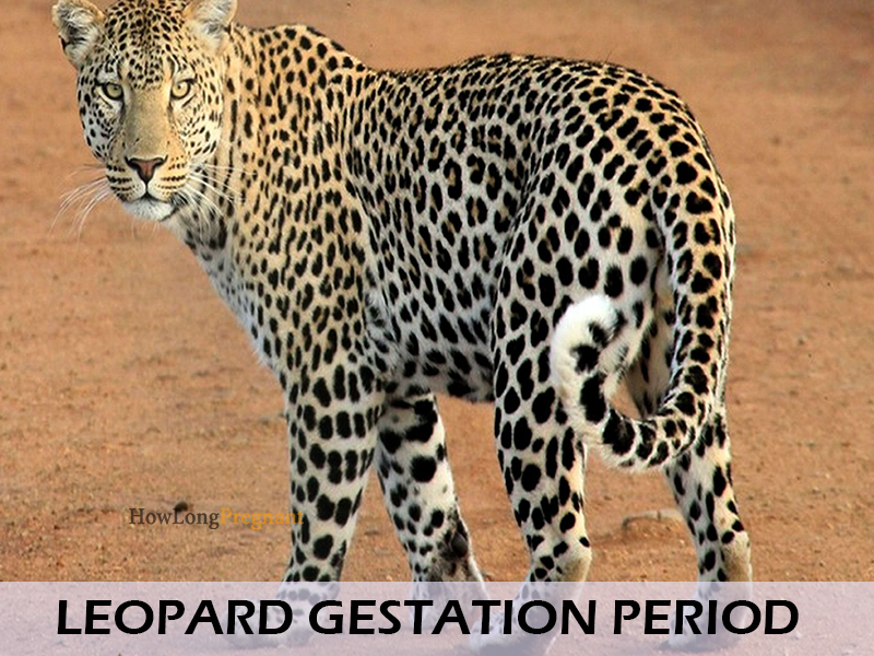 leopard gestation period