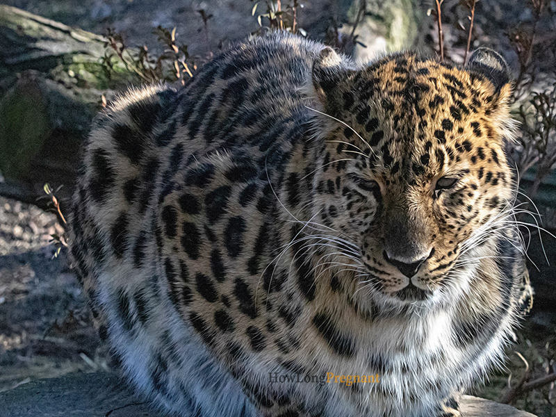 leopard reproduction