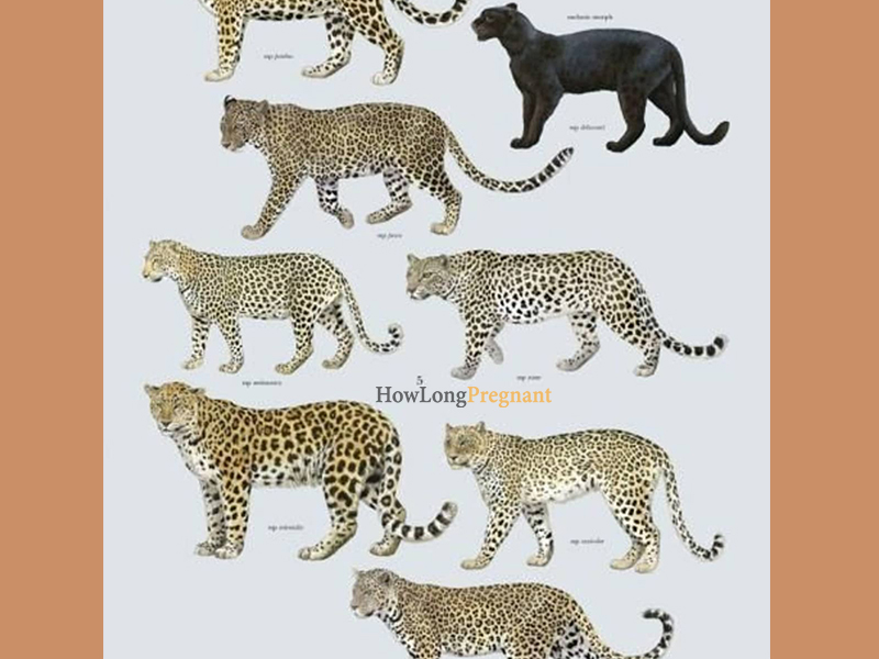 leopard types and gestation period