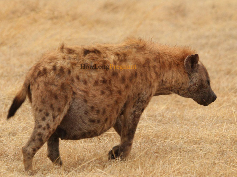 pregnant hyena