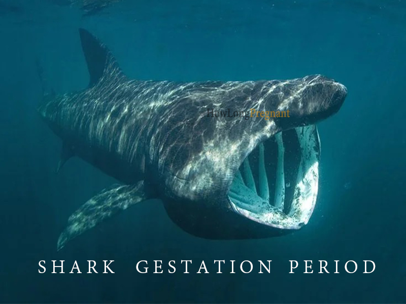 shark gestation period