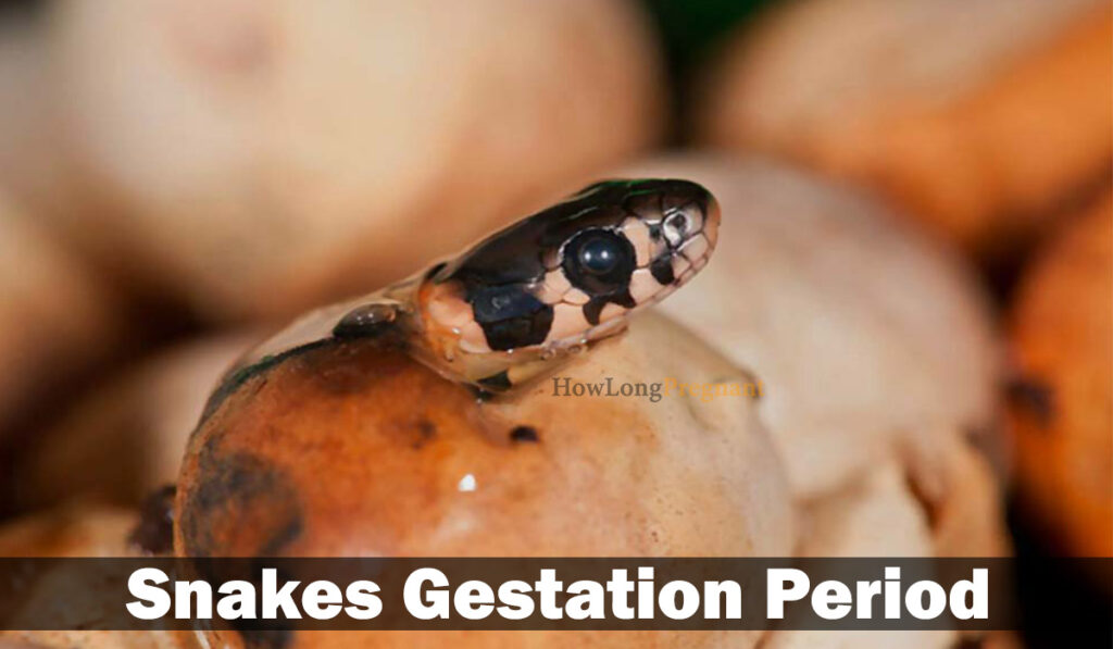 snakes gestation period