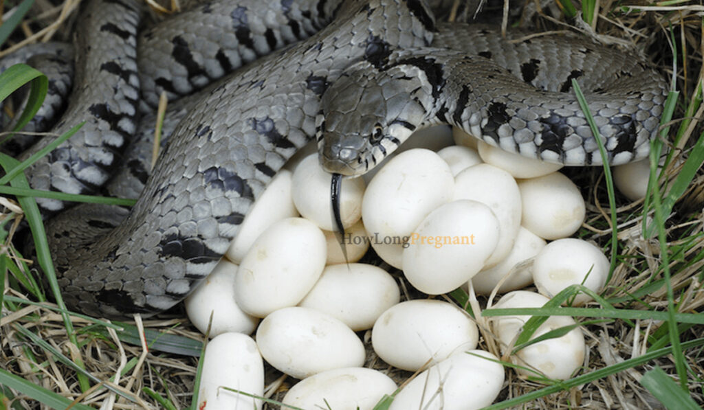 snakes species and gestation period