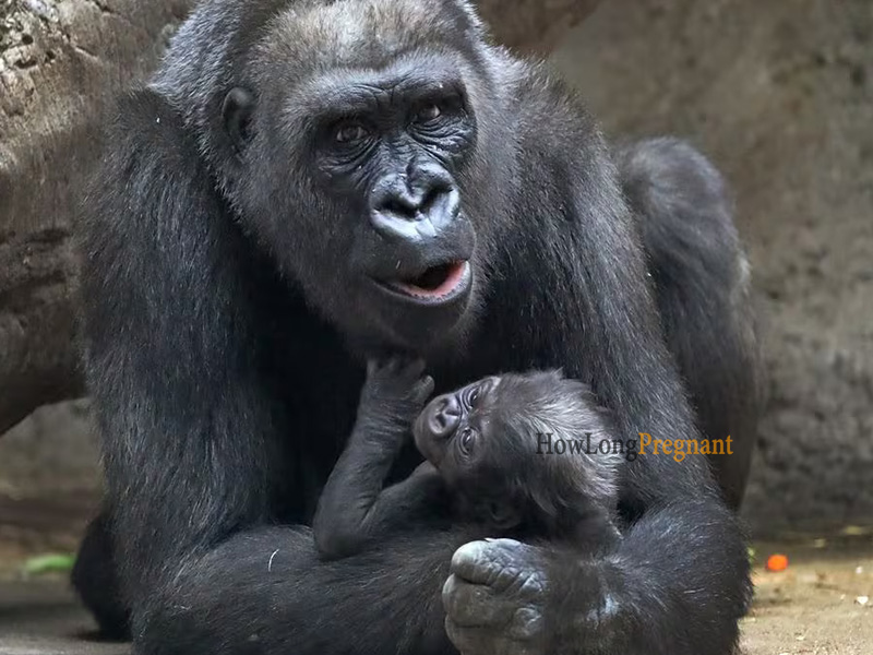 baby gorilla with mother gorilla