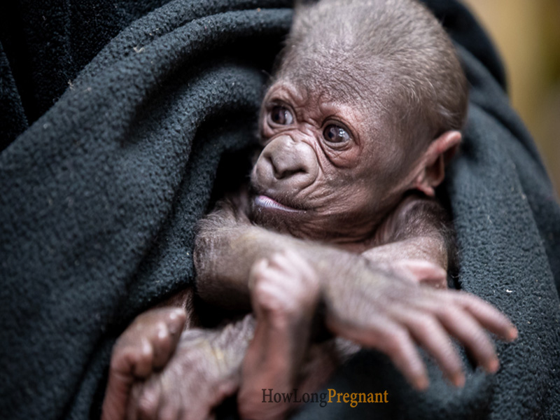 baby gorilla infant