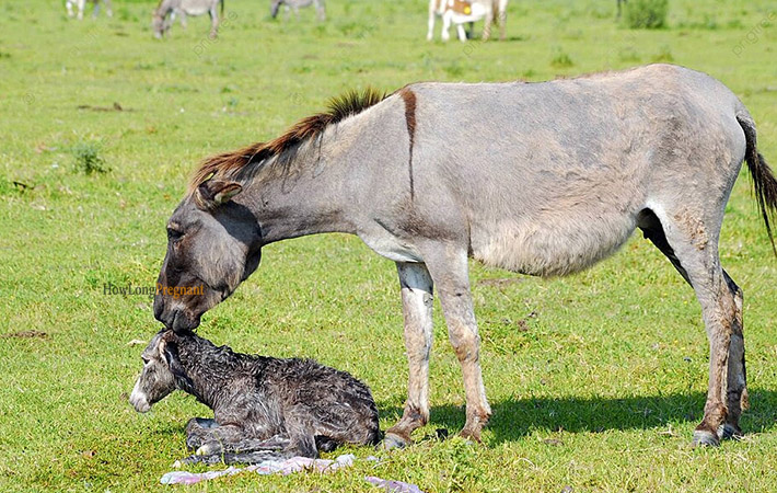 birth of little donkey