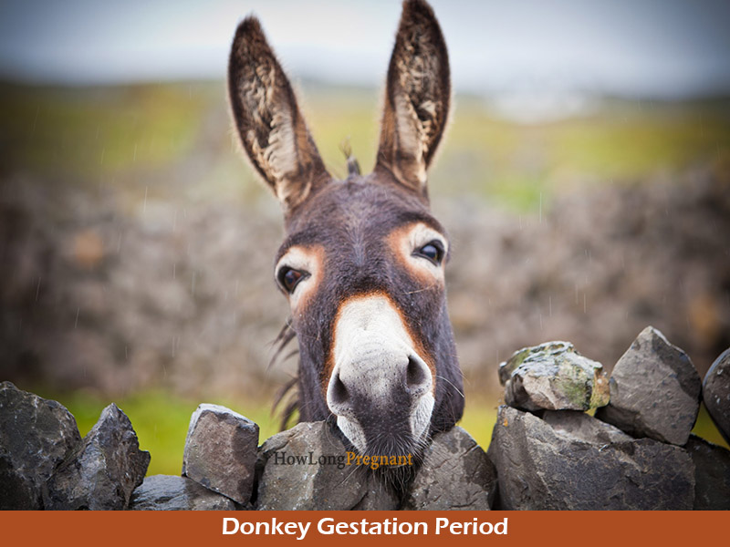 donkey gestation period