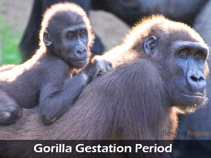 gorilla gestation period