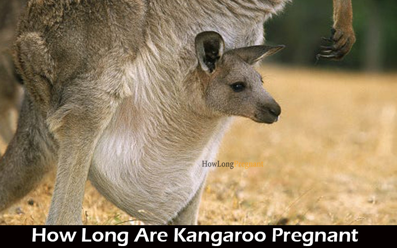 kangaroo gestation period