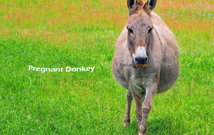 pregnant donkey