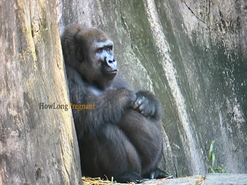 pregnant gorilla