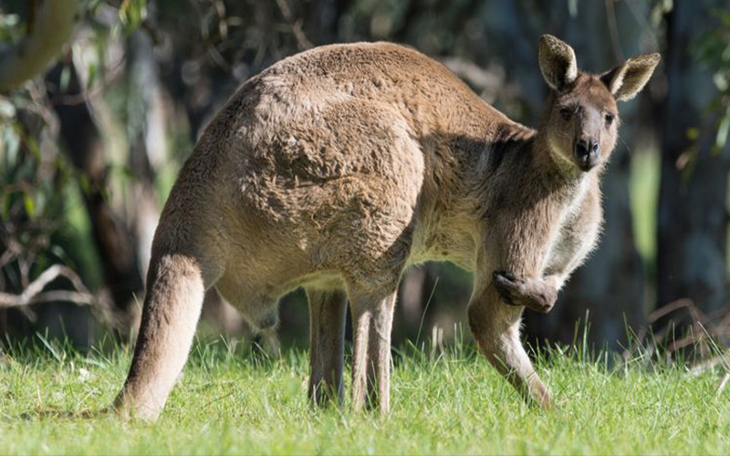 pregnant kangaroo