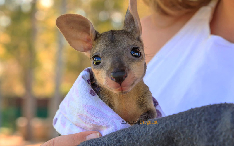 small kangaroo