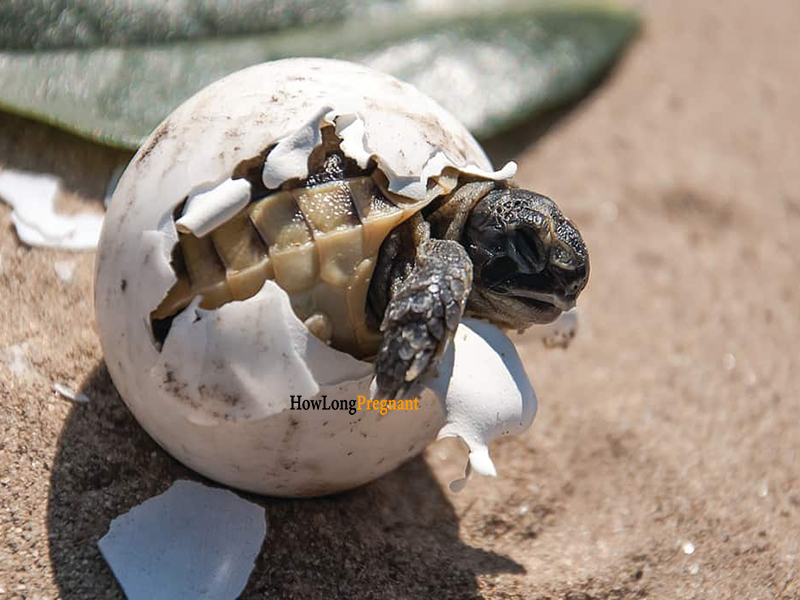 turtle egg hatching