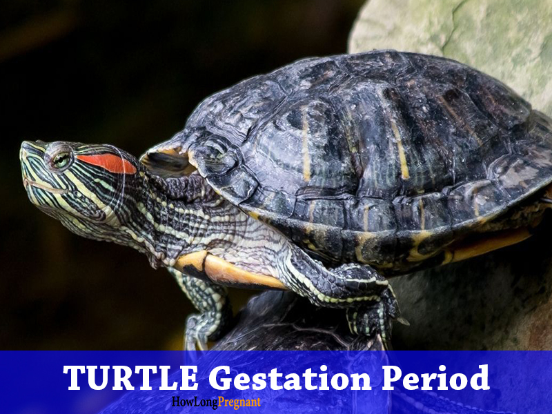 turtle gestation period