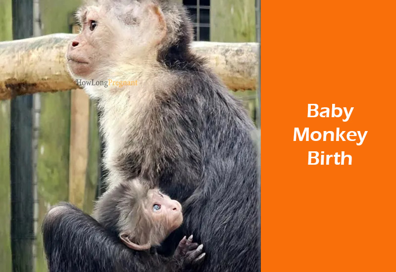 baby monkey birth
