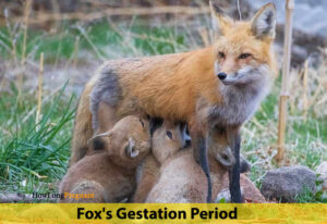 how long are fox pregnant