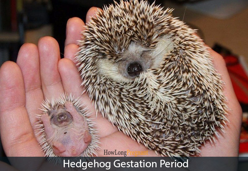 hedgehog gestation period