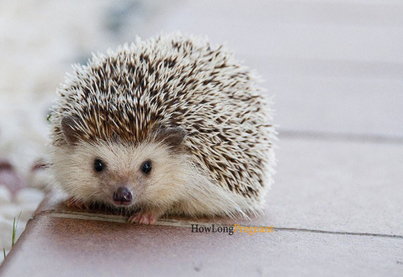 hedgehog pregnancy