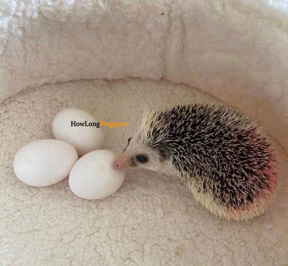 hedgehog pregnancy understanding