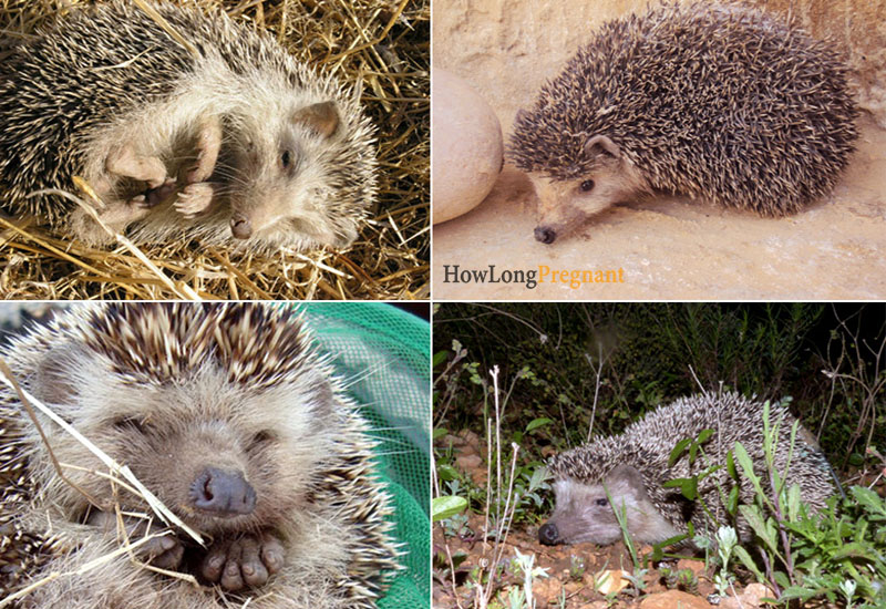 hedgehog species