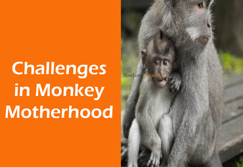 Challenges in Monkey Motherhood