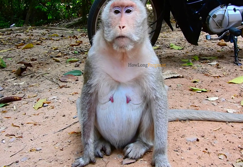 monkey pregnancy