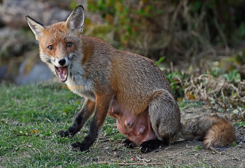 pregnant fox