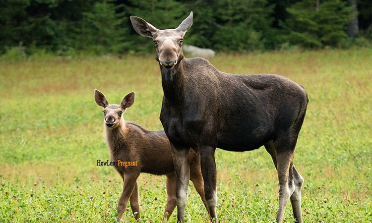 moose gestation challenges