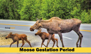 moose gestation period