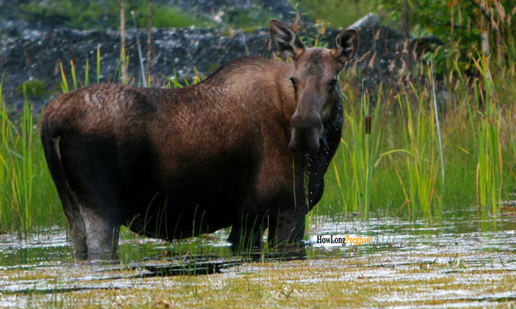 moose pregnancy reproduction