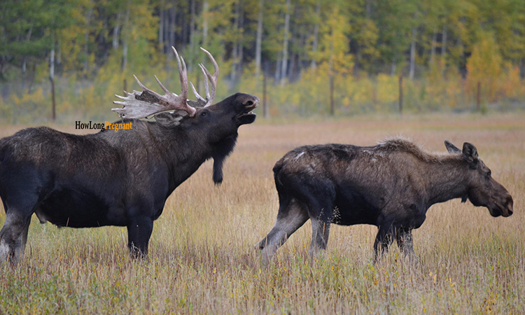 moose species