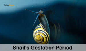 snails gestation period
