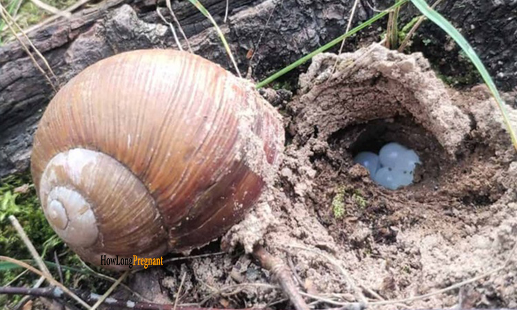 snails reproduction