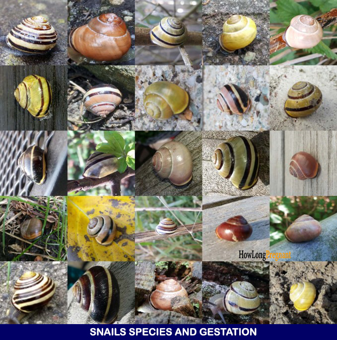 snail species & gestation