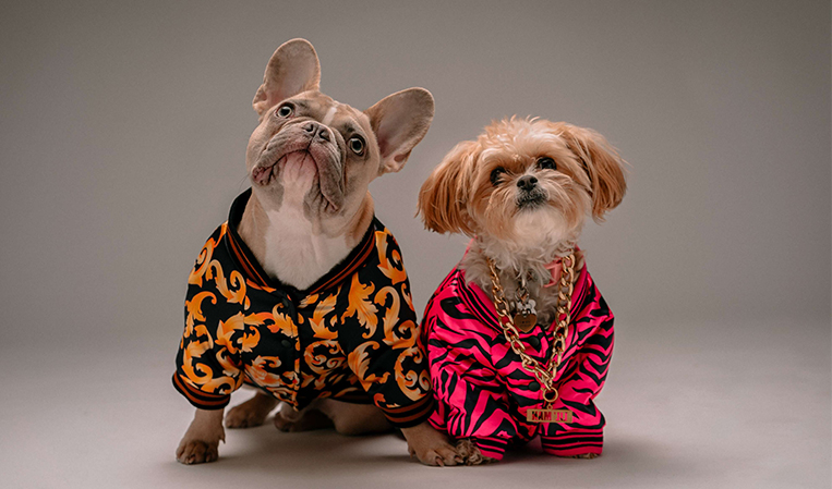 two stylish dog